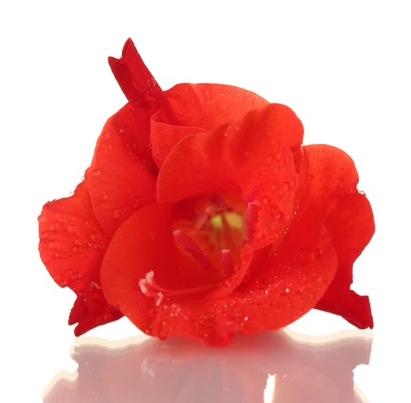 Schöne Knospe roter Gladiolen isoliert auf weißer Nahaufnahme — Stockfoto