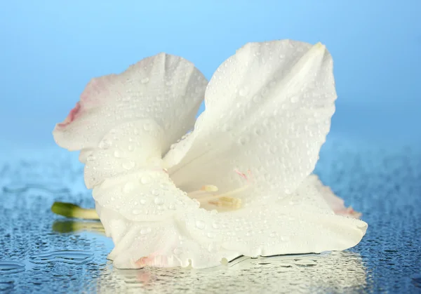 Mooie bud van witte gladiolen op blauwe achtergrond close-up — Stockfoto
