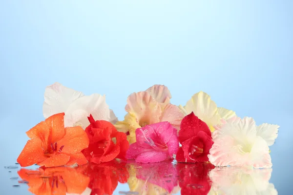 Mooie toppen van kleurrijke gladiolen op blauwe achtergrond close-up — Stockfoto