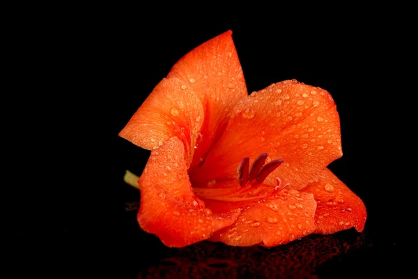 Belo botão de gladíolo laranja isolado no fundo preto close-up — Fotografia de Stock