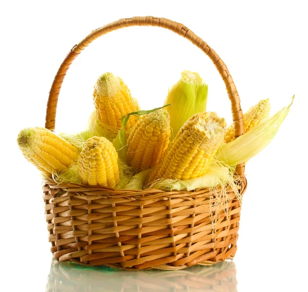 Fresh corn in basket, isolated on white — Stock Photo, Image