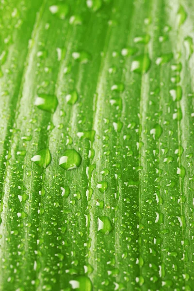 Bela folha verde com gotas de água close-up — Fotografia de Stock