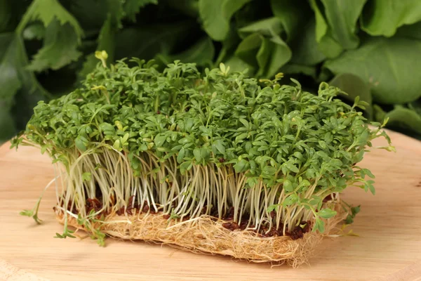 Свежий салат Кресс на деревянной доске — стоковое фото