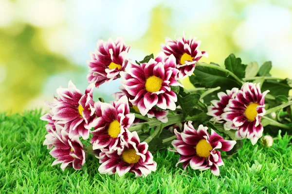 Tak van mooie chrysanten op felgroene achtergrond close-up — Stockfoto