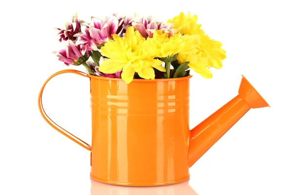 Colorful chrysanthemums in orange watering can isolated on white — Stock Photo, Image