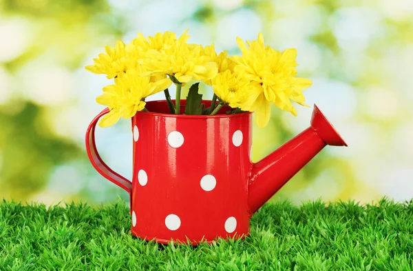 Colorful chrysanthemums in red watering can with white polka dot on green b — Stock Photo, Image