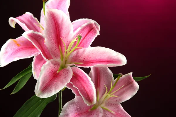 Beautiful lily, on pink background — Stock Photo, Image