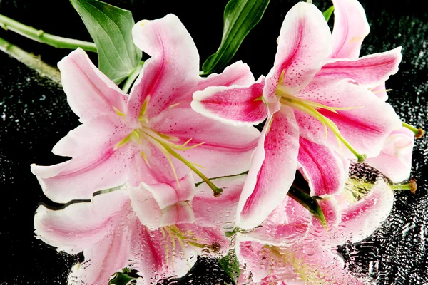 Beautiful pink lily, on grey background — Stock Photo, Image