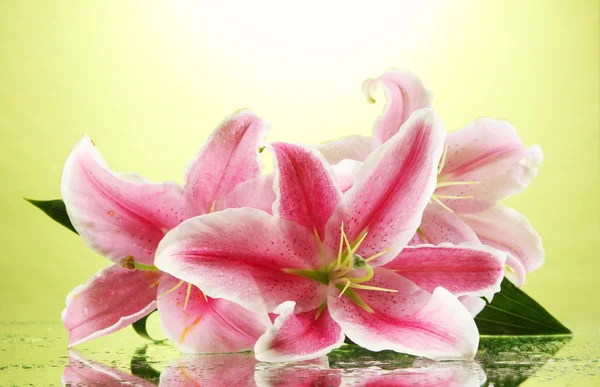 Beautiful pink lily, on green background — Stock Photo, Image