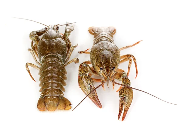 Alive crayfishes izole beyaz yakın çekim — Stok fotoğraf