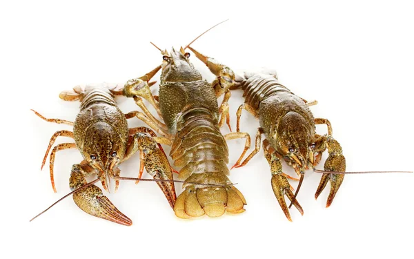 흰색 배경에 고립 된 살아있는 crayfishes — 스톡 사진