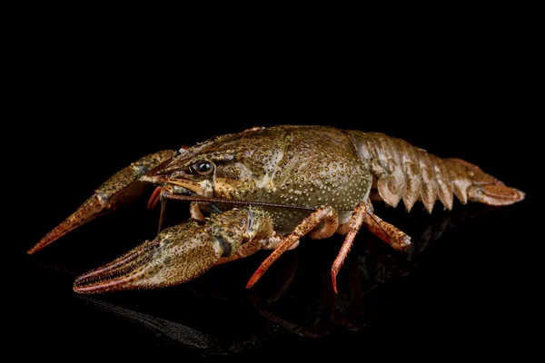 Alive crayfish isolated on black — Stock Photo, Image