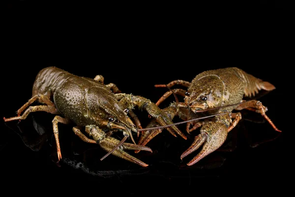 Alive crayfishes isolated on black close-up — Stock Photo, Image
