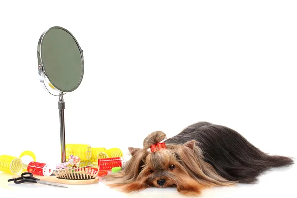 Terrier yorkshire bonita com itens de preparação isolados em branco — Fotografia de Stock