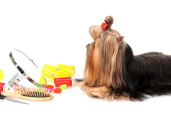 Beautiful yorkshire terrier with grooming items isolated on white — Stock Photo, Image