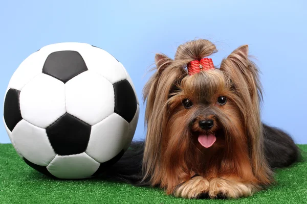 Vackra yorkshire terrier med fotboll på gräs på färgstarka bakgrund — Stockfoto