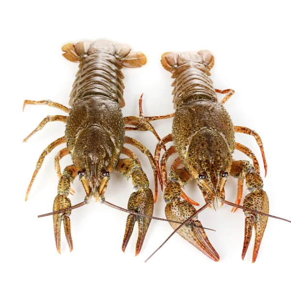 Alive crayfishes izole beyaz yakın çekim Stok Fotoğraf