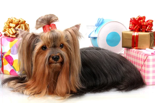 Beautiful yorkshire terrier surrounded by gifts isolated on white Stock Photo