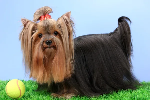 Beautiful yorkshire terrier on grass on colorful background Stock Image