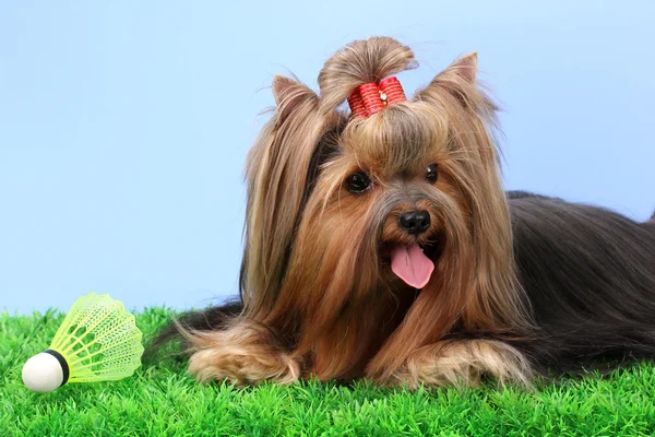 Beautiful yorkshire terrier with lightweight object used in badminton on gr Stock Photo