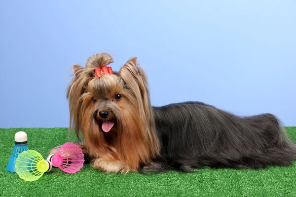 Beautiful yorkshire terrier with lightweight object used in badminton on gr Royalty Free Stock Images