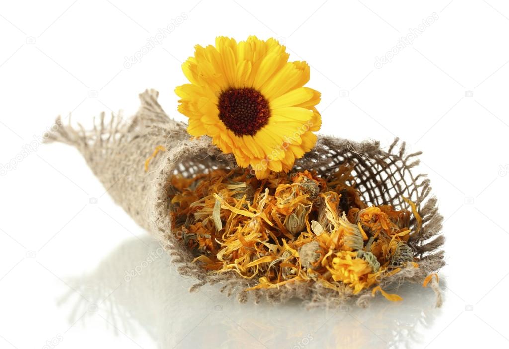 dried and fresh calendula flowers in sacking, isolated on white