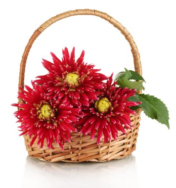 güzel kırmızı dahlias sepette beyaz izole