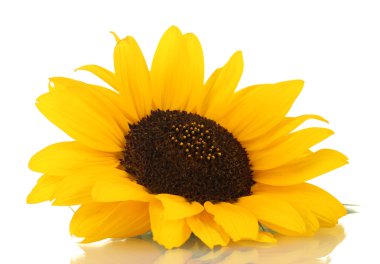 güzel ayçiçeği, üzerinde beyaz izole