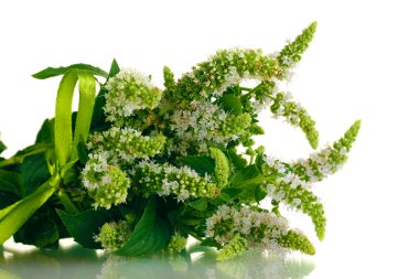 çiçekli beyaz izole taze nane