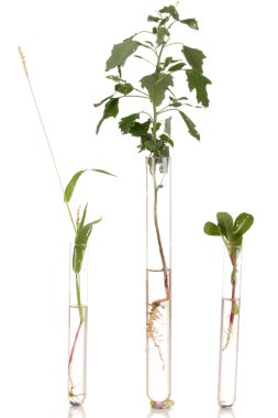 çeşitli bitki içinde tüp üzerinde beyaz izole