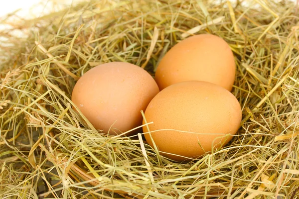 Ovos castanhos em um ninho de feno no fundo branco close-up — Fotografia de Stock