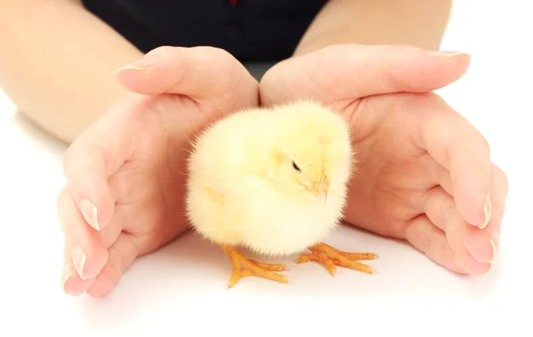 Bellissimo piccolo pollo e le mani isolate sul bianco — Foto Stock