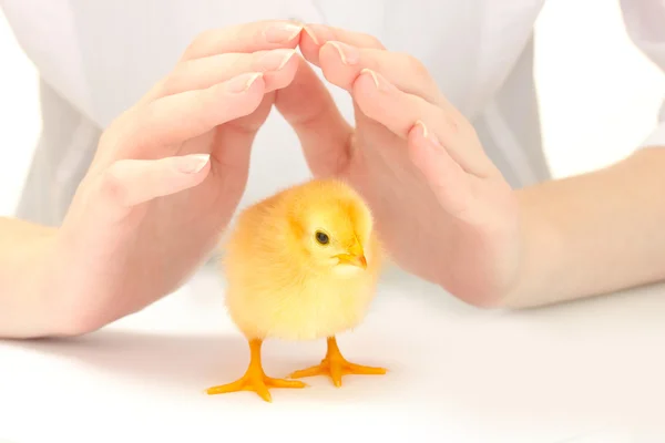 Belle petite poule et les mains isolées sur le blanc — Photo