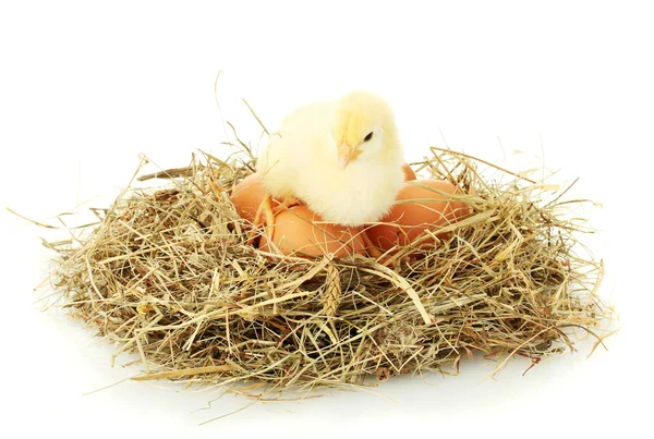 Όμορφη μικρή κοτόπουλο και τα αυγά στη φωλιά, απομονωμένη στο λευκό — Φωτογραφία Αρχείου