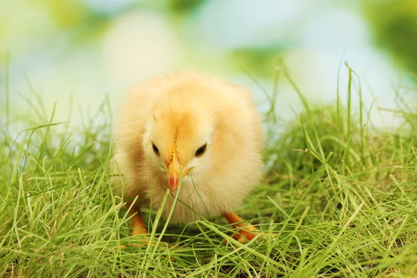 Beautiful little chicken on green grass in garden — Stock Photo, Image