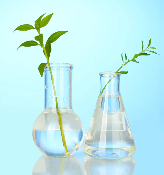 Zkumavky s transparentní řešení a rostlin na modrém pozadí clo — Stock fotografie