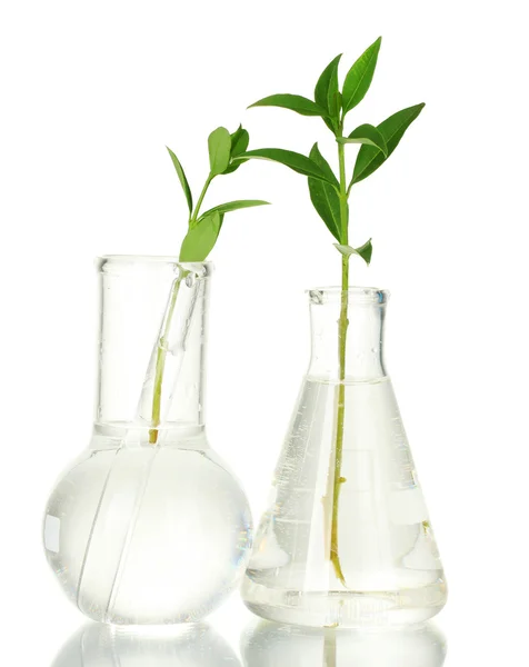 Test-tubes with a transparent solution and the plant isolated on white back — Stock Photo, Image