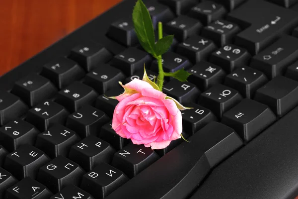 Pink rose on keyboard close-up internet communication — Stock Photo, Image