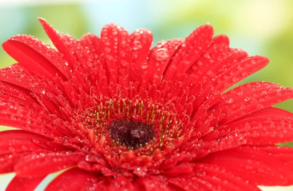 Hermosa gerbera roja sobre fondo verde de cerca —  Fotos de Stock