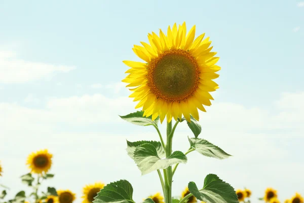 Zonnebloem veld — Stockfoto