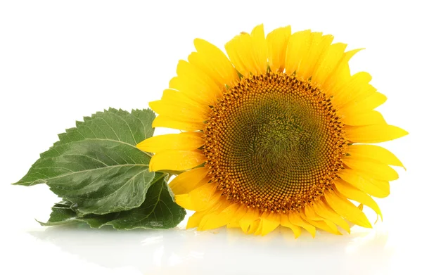 Girasoles aislados en blanco —  Fotos de Stock