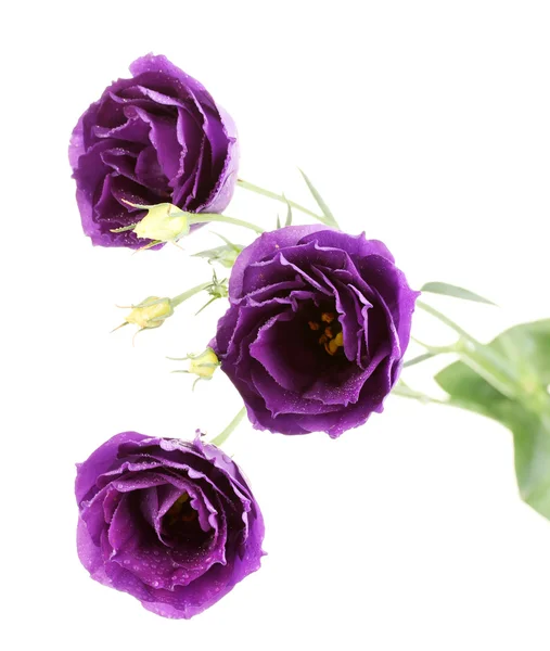 Purple eustoma on white background — Stok fotoğraf