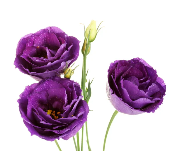 Eustoma viola su sfondo bianco — Foto Stock