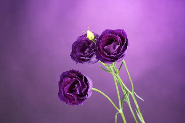 Paarse eustoma op violette achtergrond — Stockfoto