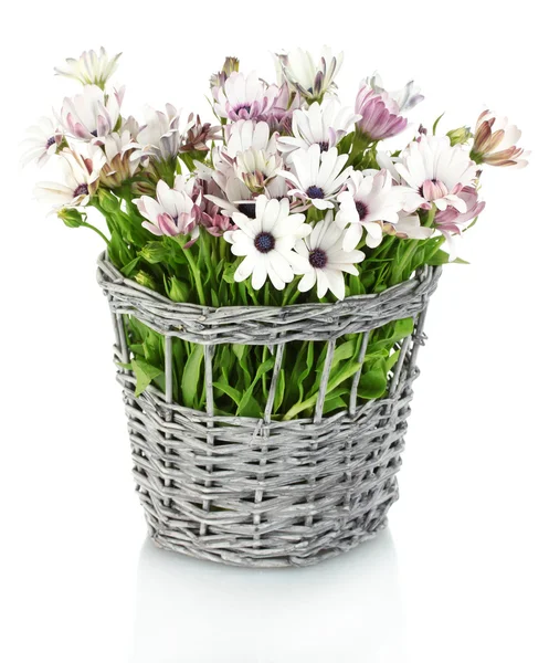 Bouquet di bellissimi fiori estivi in vaso di vimini, isolato su bianco — Foto Stock