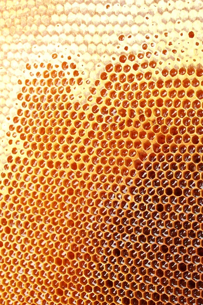 Amarillo hermoso panal con miel, fondo — Foto de Stock