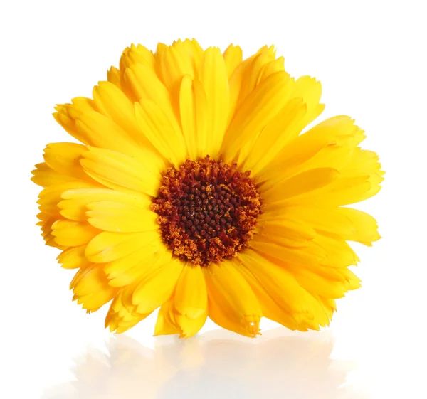 Beautiful calendula flower, isolated on white — Stock Photo, Image