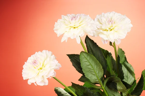 Beautiful white dahlias on red background close-up — Stock Photo, Image