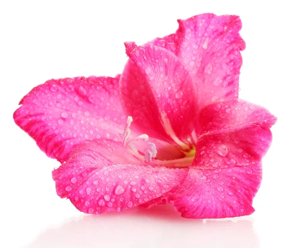 Beautiful pink gladiolus, isolated on white — Stock Photo, Image