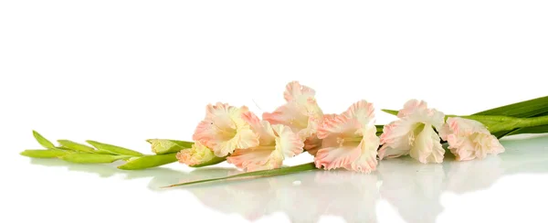 Branch of pale pink gladiolus on white background close-up — Stock Photo, Image